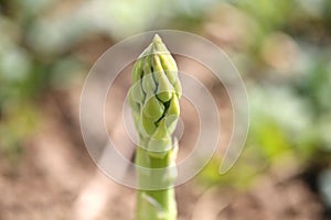 Green Asparagas , asparagus harvest