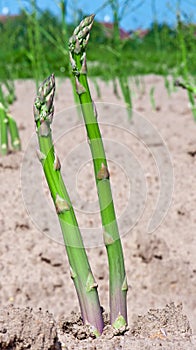 Green asparagus