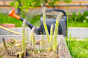 Green asparagus grows in a garden bed against the background of a garden watering can