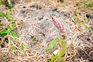 Green asparagus shoot grows close-up.Growing healthy gourmet vegetables in the home garden