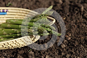 Green asparagus spears in backet on the soil