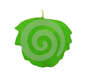 Green aspen leaf