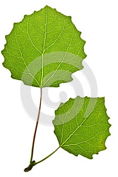 Green aspen leaf