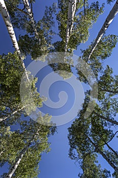 Green Aspen Trees Against Blue Sky