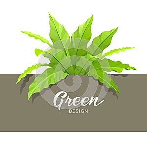 Green Asplenium Nidus design