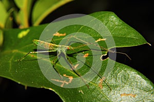 Green Assassin Bug Nymph