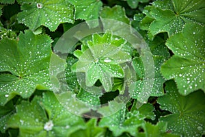 Green Astilboides leaves