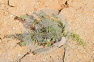 Green Astragalus sp. plant thrive in dry ground