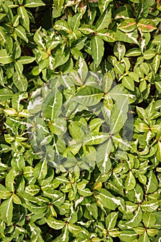 Verde planta en naturaleza jardín 