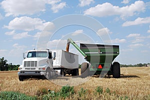 Green Auger unload Wheat into Semi