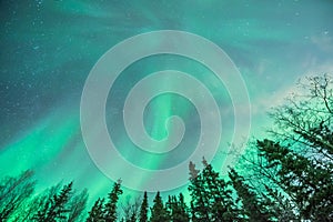 Green. Aurora borealis swirling behind line pine and birch trees