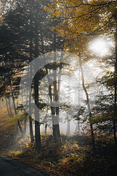 Green and autumn-coloured forest with soft rays of light piercing through the trees.