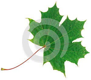 Green autumn maple leaf isolated on white background