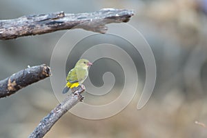 A green avadavat or green munia Amandava formosa observed in Mount Abu