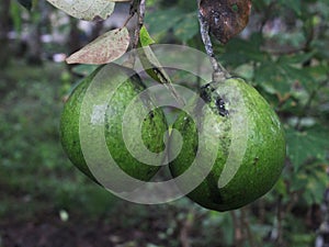 green avocado fruit still on the tree close up