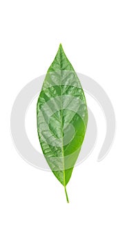 Green avocado leaf isolated over white