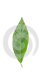 Green avocado leaf isolated over white