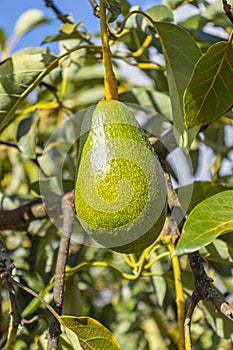 Green avocado plant, Persea americana Mill. belongs to the Lauraceae plant family.