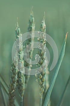 Green awnless wheat head in field