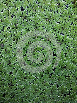 Green azolla is a floating water fern