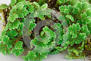 Green Azolla microphylla on white background.