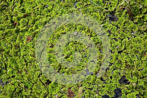 Green azolla plant.