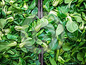 Green Baby Bok Choy or Known as Chinese Cabbage. Mini Shanghai Bok Choy