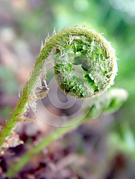 Green Baby Fern in the Forest
