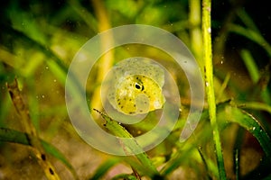 Green baby Ostraciidae box fish