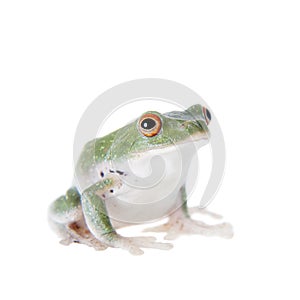 Green back flying tree frog on white