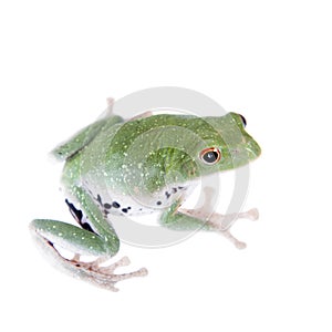 Green back flying tree frog on white