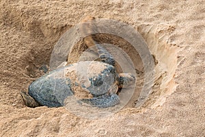 Green Back Turtle nesting in sand