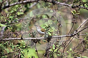 Green-backed camaroptera, Camaroptera brachyura