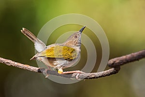 Green-backed Camaroptera - Camaroptera brachyura