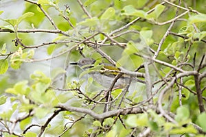 Green-backed Camaroptera Camaroptera brachyura Perched in a Tree