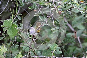 The green-backed camaroptera (Camaroptera brachyura) in South Africa