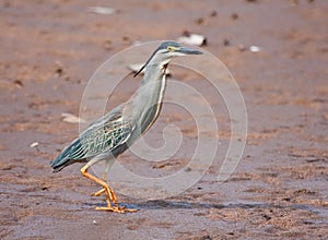 Green-backed Heron