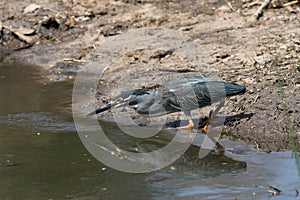 Green Backed Heron