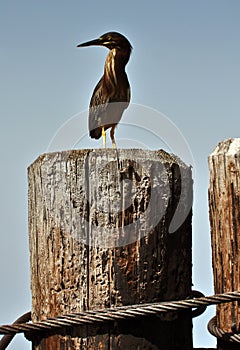 Green-backed Heron