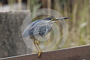 Green backed heron