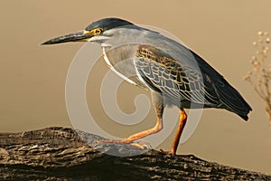 Green-backed heron