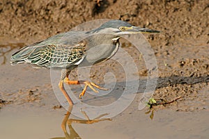Green-backed heron