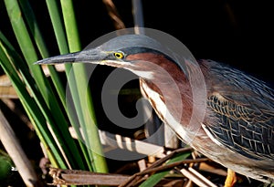 Green Backed Heron