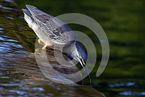 Green-Backed Heron