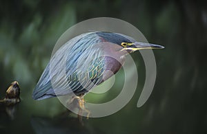 Green Backed Heron bird