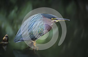 Green Backed Heron bird