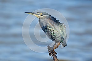 Green-backed heron on a branch