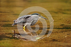 Green-backed Heron (Butorides striata)