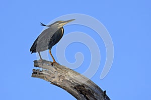 Green-backed Heron - Butorides striata