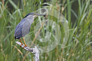 Green-backed Heron - Butorides striata